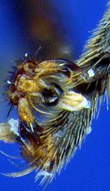   Apis  bifid tarsal claws with arolia present, photo: A.H. Smith-Pardo 
